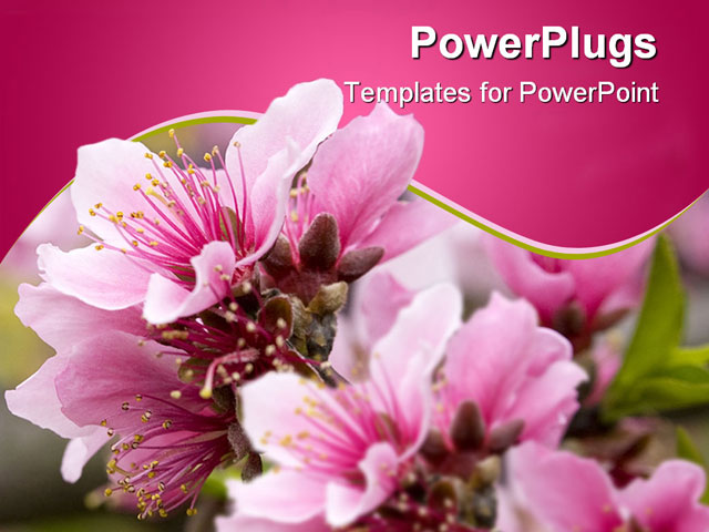 PowerPoint PPT Template called Blossom about pink peach blossom 